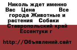 Николь ждет именно Вас › Цена ­ 25 000 - Все города Животные и растения » Собаки   . Ставропольский край,Ессентуки г.